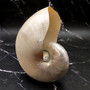 Pearlized Nautilus Seashell Polished Nautilus Pompilius (1 shell approx. 8+ inches) B GRADE Pearlized Nautilus Shell for décor & display! Copyright 2025 SeaShellSupply.com.