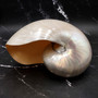 Pearlized Nautilus Seashell Polished Nautilus Pompilius (1 shell approx. 8+ inches) B GRADE Pearlized Nautilus Shell for décor & display! Copyright 2025 SeaShellSupply.com.