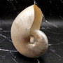 Pearlized Nautilus Seashell Polished Nautilus Pompilius (1 shell approx. 8+ inches) B GRADE Pearlized Nautilus Shell for décor & display! Copyright 2025 SeaShellSupply.com.