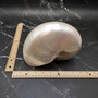 Pearlized Nautilus Seashell Polished Nautilus Pompilius (1 shell approx. 8+ inches) B GRADE Pearlized Nautilus Shell for décor & display! Copyright 2025 SeaShellSupply.com.