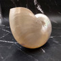 Pearlized Nautilus Seashell Polished Nautilus Pompilius (1 shell approx. 8+ inches) B GRADE Pearlized Nautilus Shell for décor & display! Copyright 2025 SeaShellSupply.com.
