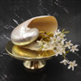 Pearlized Nautilus Seashell Polished Nautilus Pompilius (1 shell approx. 8+ inches) B GRADE Pearlized Nautilus Shell for décor & display! Copyright 2025 SeaShellSupply.com.