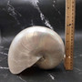 Pearlized Nautilus Seashell Polished Nautilus Pompilius (1 shell approx. 8+ inches) B GRADE Pearlized Nautilus Shell for décor & display! Copyright 2025 SeaShellSupply.com.