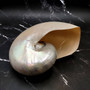 Pearlized Nautilus Seashell Polished Nautilus Pompilius (1 shell approx. 8+ inches) B GRADE Pearlized Nautilus Shell for décor & display! Copyright 2025 SeaShellSupply.com.