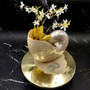 Pearlized Nautilus Seashell Polished Nautilus Pompilius (1 shell approx. 7.5+ inches) B GRADE Pearlized Nautilus Shell for décor & display!