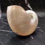 Pearlized Nautilus Seashell Polished Nautilus Pompilius (1 shell approx. 7.5+ inches) B GRADE Pearlized Nautilus Shell for décor & display!