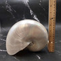 Pearlized Nautilus Seashell Polished Nautilus Pompilius (1 shell approx. 7.5+ inches) B GRADE Pearlized Nautilus Shell for décor & display!