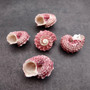 Pink Dolphin Seashells Angaria Delphinus Pink Spiral (5 shells approx. 0.75 inches) Colorful Dolphin Shells for collecting arts & crafts! Copyright 2025 SeaShellSupply.com.