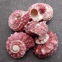 Pink Dolphin Seashells Angaria Delphinus Pink Spiral (5 shells approx. 0.75 inches) Colorful Dolphin Shells for collecting arts & crafts! Copyright 2025 SeaShellSupply.com.