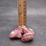 Pink Dolphin Seashells Angaria Delphinus Pink Spiral (5 shells approx. 0.75 inches) Colorful Dolphin Shells for collecting arts & crafts! Copyright 2025 SeaShellSupply.com.