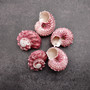 Pink Dolphin Seashells Angaria Delphinus Pink Spiral (5 shells approx. 0.75 inches) Colorful Dolphin Shells for collecting arts & crafts! Copyright 2025 SeaShellSupply.com.