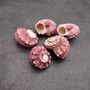 Pink Dolphin Seashells Angaria Delphinus Pink Spiral (5 shells approx. 0.75 inches) Colorful Dolphin Shells for collecting arts & crafts! Copyright 2025 SeaShellSupply.com.