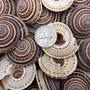 Perspective Sundial Seashells Architectonica Perspectiva (10 shells approx. 1.25+ inches) Clear Sundial Shells for ocean art crafts & jewelry! Copyright 2025 SeaShellSupply.com.