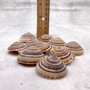 Perspective Sundial Seashells Architectonica Perspectiva (10 shells approx. 1.25+ inches) Clear Sundial Shells for ocean art crafts & jewelry! Copyright 2025 SeaShellSupply.com.