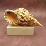 Caribbean Triton Seashell Charonia Tritonis (1 shell approx. 7+ inches) Large Triton shells for coastal crafting décor & collections! Copyright 2025 SeaShellSupply.com.