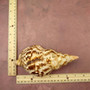 Caribbean Triton Seashell Charonia Tritonis (1 shell approx. 7+ inches) Large Triton shells for coastal crafting décor & collections! Copyright 2025 SeaShellSupply.com.