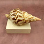 Caribbean Triton Seashell Charonia Tritonis (1 shell approx. 7+ inches) Large Triton shells for coastal crafting décor & collections! Copyright 2025 SeaShellSupply.com.