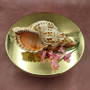 Caribbean Triton Seashell Charonia Tritonis (1 shell approx. 7+ inches) Large Triton shells for coastal crafting décor & collections! Copyright 2025 SeaShellSupply.com.