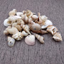 Drilled Seashells Assorted Mix (approx. 1 cup +/-15 shells 0.75-1.5+ inches) Drilled Shell Assortment for beach arts crafts décor & jewelry! Copyright 2025 SeaShellSupply.com.