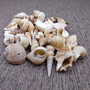 Drilled Seashells Assorted Mix (approx. 1 cup +/-15 shells 0.75-1.5+ inches) Drilled Shell Assortment for beach arts crafts décor & jewelry! Copyright 2025 SeaShellSupply.com.
