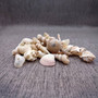 Drilled Seashells Assorted Mix (approx. 1 cup +/-15 shells 0.75-1.5+ inches) Drilled Shell Assortment for beach arts crafts décor & jewelry! Copyright 2025 SeaShellSupply.com.