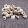 Drilled Seashells Assorted Mix (approx. 1 cup +/-15 shells 0.75-1.5+ inches) Drilled Shell Assortment for beach arts crafts décor & jewelry! Copyright 2025 SeaShellSupply.com.