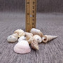 Drilled Seashells Assorted Mix (approx. 1 cup +/-15 shells 0.75-1.5+ inches) Drilled Shell Assortment for beach arts crafts décor & jewelry! Copyright 2025 SeaShellSupply.com.