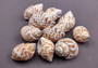 Spiral Babylon Seashells - Babylonia Spirata - (10 shells approx. 1-1.5 inches). Multiple white and orange spiral shells in a pile. Copyright 2024 SeaShellSupply.com.