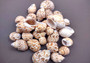 Spiral Babylon Seashells - Babylonia Spirata - (10 shells approx. 1-1.5 inches). Multiple white and orange spiral shells in a pile. Copyright 2024 SeaShellSupply.com.