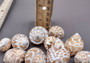 Spiral Babylon Seashells - Babylonia Spirata - (10 shells approx. 1-1.5 inches). Multiple white and orange spiral shells in a pile. Copyright 2024 SeaShellSupply.com.