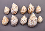 Spiral Babylon Seashells - Babylonia Spirata - (10 shells approx. 1-1.5 inches). Multiple white and orange spiral shells in a pile. Copyright 2024 SeaShellSupply.com.