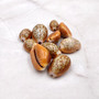 Honey Cowrie Seashells Polished Naria Helvola (10 shells approx. 0.5+ inches) Small Orange Tan White Dot Cowry Shells for crafts & jewelry! Copyright 2025 SeaShellSupply.com.
