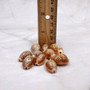 Honey Cowrie Seashells Polished Naria Helvola (10 shells approx. 0.5+ inches) Small Orange Tan White Dot Cowry Shells for crafts & jewelry! Copyright 2025 SeaShellSupply.com.\n