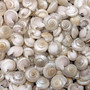 Pearlized White Umbonium Seashell Mix (approx. half cup +/-240 shells 0.375+ inches) Light Pearl Umbonium Shell for arts crafts & jewelry! Copyright 2025 SeaShellSupply.com.