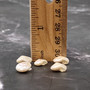Pearlized White Umbonium Seashell Mix (approx. half cup +/-240 shells 0.375+ inches) Light Pearl Umbonium Shell for arts crafts & jewelry! Copyright 2025 SeaShellSupply.com.