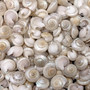 Pearlized White Umbonium Seashell Mix (approx. half cup +/-240 shells 0.375+ inches) Light Pearl Umbonium Shell for arts crafts & jewelry! Copyright 2025 SeaShellSupply.com.