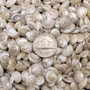 Pearlized White Umbonium Seashell Mix (approx. half cup +/-240 shells 0.375+ inches) Light Pearl Umbonium Shell for arts crafts & jewelry! Copyright 2025 SeaShellSupply.com.