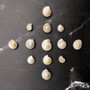 Pearlized White Umbonium Seashell Mix (approx. half cup +/-240 shells 0.375+ inches) Light Pearl Umbonium Shell for arts crafts & jewelry! Copyright 2025 SeaShellSupply.com.