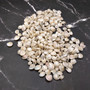 Pearlized White Umbonium Seashell Mix (approx. half cup +/-240 shells 0.375+ inches) Light Pearl Umbonium Shell for arts crafts & jewelry!