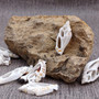 Center Cut White Chula Seashells Laevistrombus Canarium (10 shells approx. 1+ inches) Natural Sliced Strombus Shells for jewelry & décor! Copyright 2025 SeaShellSupply.com.