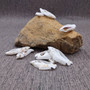 Center Cut White Chula Seashells Laevistrombus Canarium (10 shells approx. 1+ inches) Natural Sliced Strombus Shells for jewelry & décor! Copyright 2025 SeaShellSupply.com.