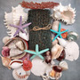 Seashell Variety Pack Assorted Mix B GRADE (Approx. 40+ Shells 2-12+ inches) B GRADE Shell Grab Bag Assortment 01 for crafts teaching & art!