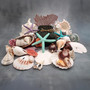 Seashell Variety Pack Assorted Mix B GRADE (Approx. 40+ Shells 2-12+ inches) B GRADE Shell Grab Bag Assortment 01 for crafts teaching & art! Copyright 2025 SeaShellSupply.com.