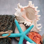 Seashell Variety Pack Assorted Mix B GRADE (Approx. 40+ Shells 2-12+ inches) B GRADE Shell Grab Bag Assortment 01 for crafts teaching & art! Copyright 2025 SeaShellSupply.com.