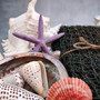 Seashell Variety Pack Assorted Mix B GRADE (Approx. 40+ Shells 2-12+ inches) B GRADE Shell Grab Bag Assortment 01 for crafts teaching & art! Copyright 2025 SeaShellSupply.com.