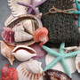 Seashell Variety Pack Assorted Mix B GRADE (Approx. 40+ Shells 2-12+ inches) B GRADE Shell Grab Bag Assortment 01 for crafts teaching & art! Copyright 2025 SeaShellSupply.com.