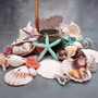 Seashell Variety Pack Assorted Mix B GRADE (Approx. 40+ Shells 2-12+ inches) B GRADE Shell Grab Bag Assortment 01 for crafts teaching & art! Copyright 2025 SeaShellSupply.com.