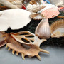Seashell Variety Pack Assorted Mix B GRADE (Approx. 40+ Shells 2-12+ inches) B GRADE Shell Grab Bag Assortment 2 for crafts teaching & art!