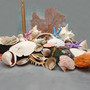 Seashell Variety Pack Assorted Mix B GRADE (Approx. 40+ Shells 2-12+ inches) B GRADE Shell Grab Bag Assortment 2 for crafts teaching & art! Copyright 2025 SeaShellSupply.com.