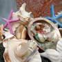 Seashell Variety Pack Assorted Mix B GRADE (Approx. 40+ Shells 2-12+ inches) B GRADE Shell Grab Bag Assortment 2 for crafts teaching & art! Copyright 2025 SeaShellSupply.com.
